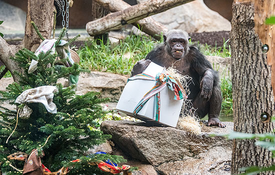 Weihnachtsfreude 2020: Schimpansen in Hellabrunn ©Fotos: Tierpark Hellabrunn / Marc Müller